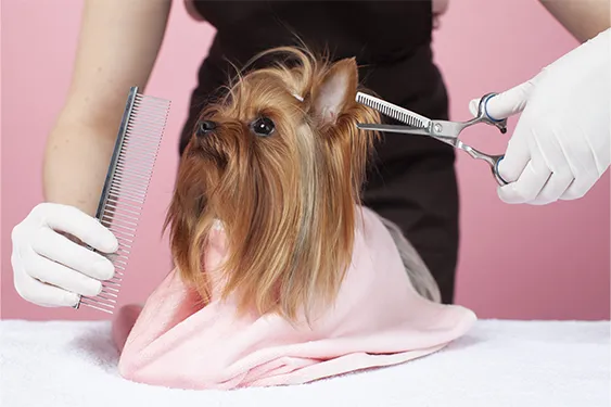 コンフォリア・リヴ南砂町イーストの1Fにあるトリミングサロン「PET-SPA」